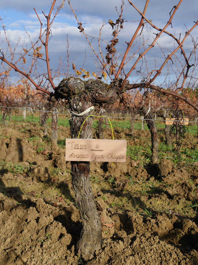 Виноградник на урожай